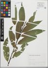 Foto von Salix fragilis L.